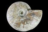Silver Iridescent Ammonite (Cleoniceras) Fossil - Madagascar #157183-1